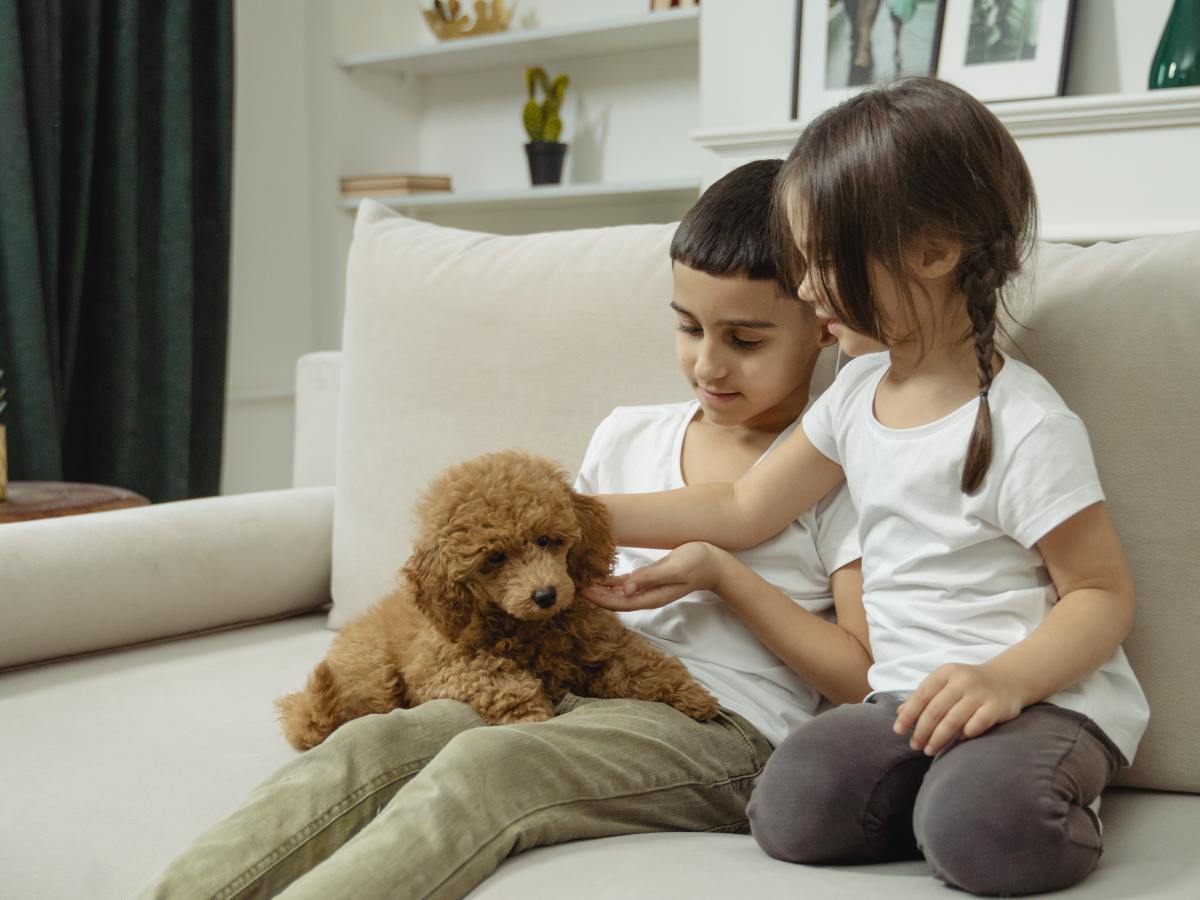 How Dogs Benefit Children with Anxiety: Exploring Emotional Support and&nbsp;Companionship